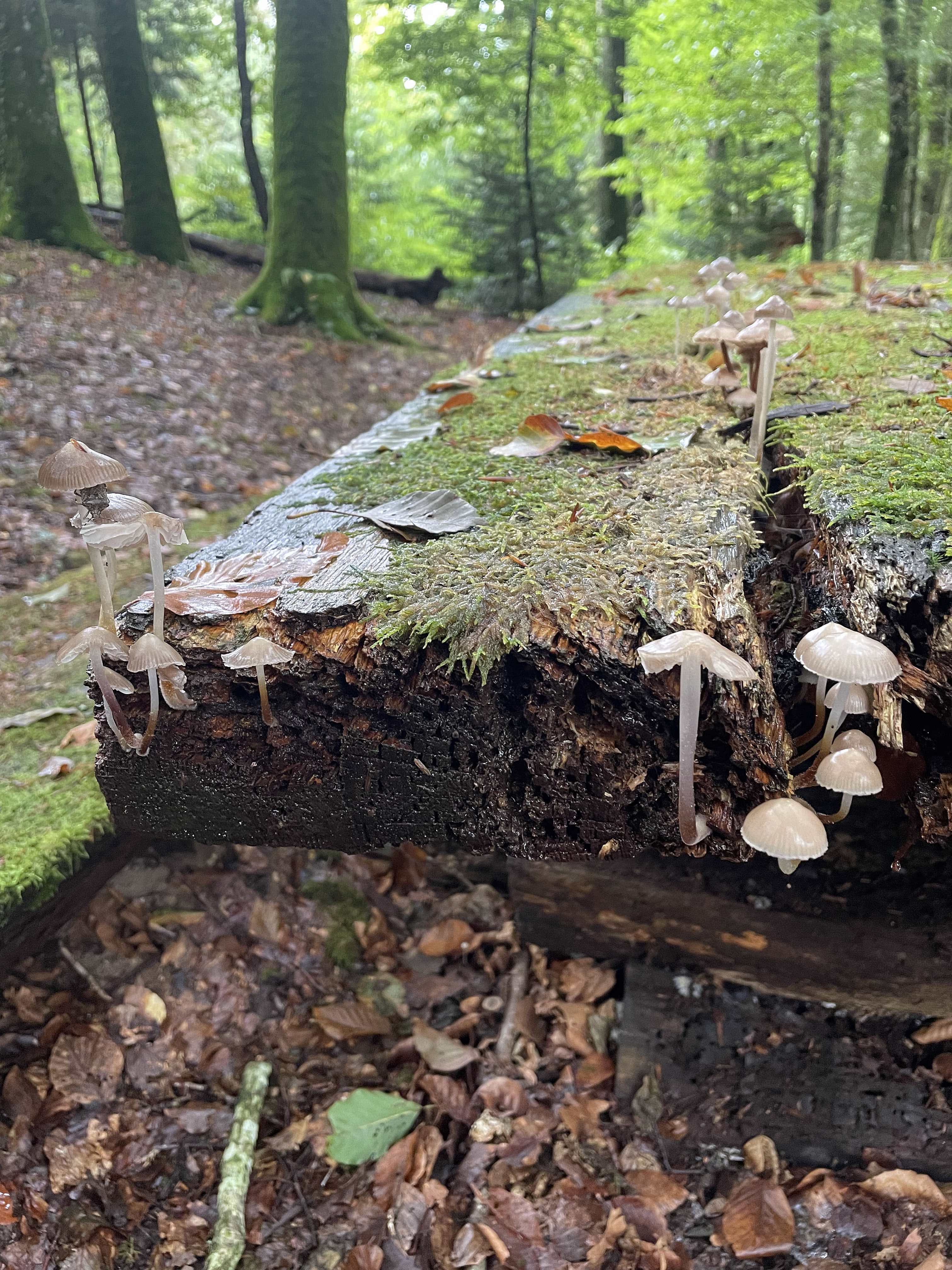 Sortie nature en Ajoie