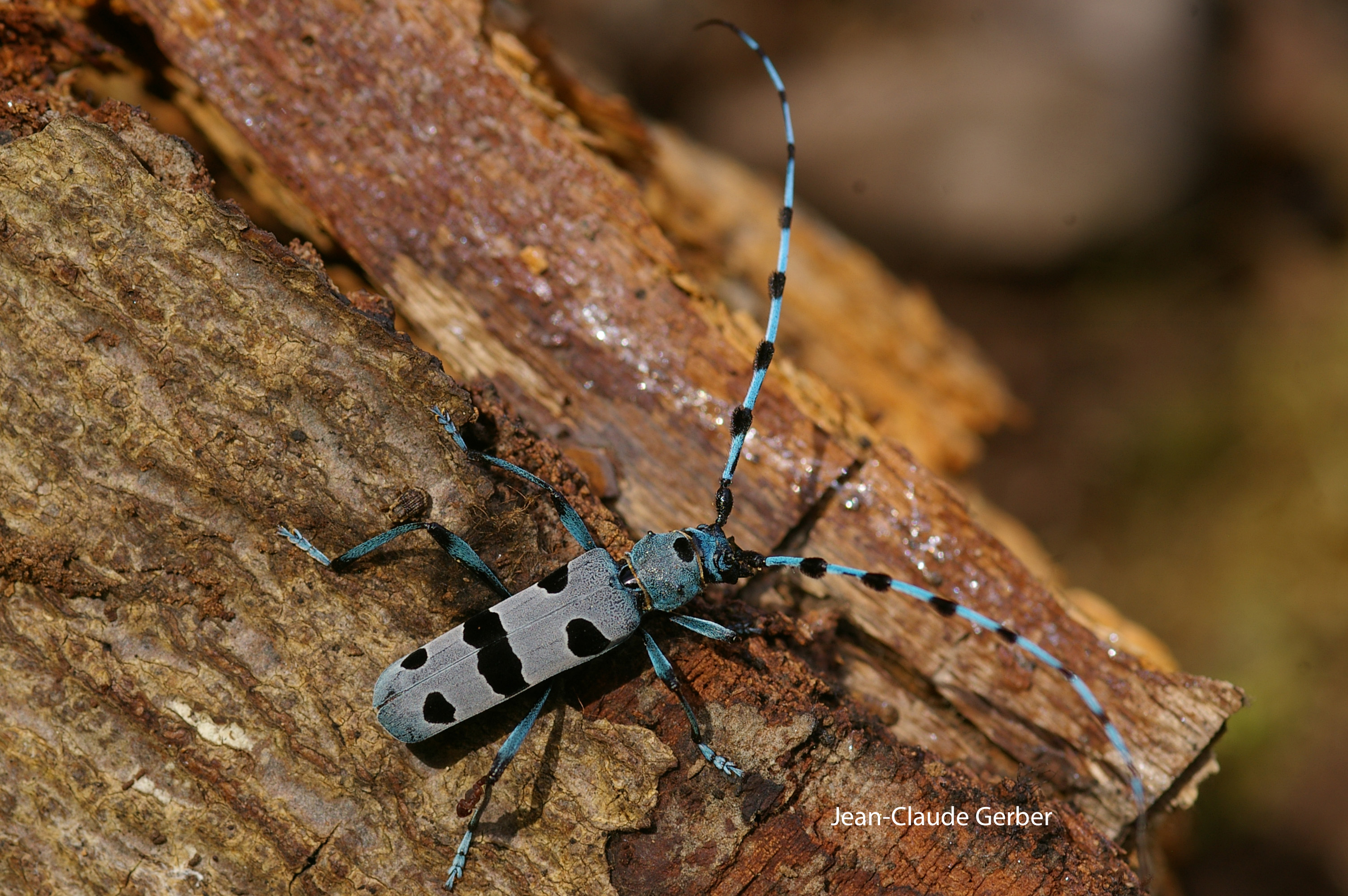 Insectes et autres invertébrés