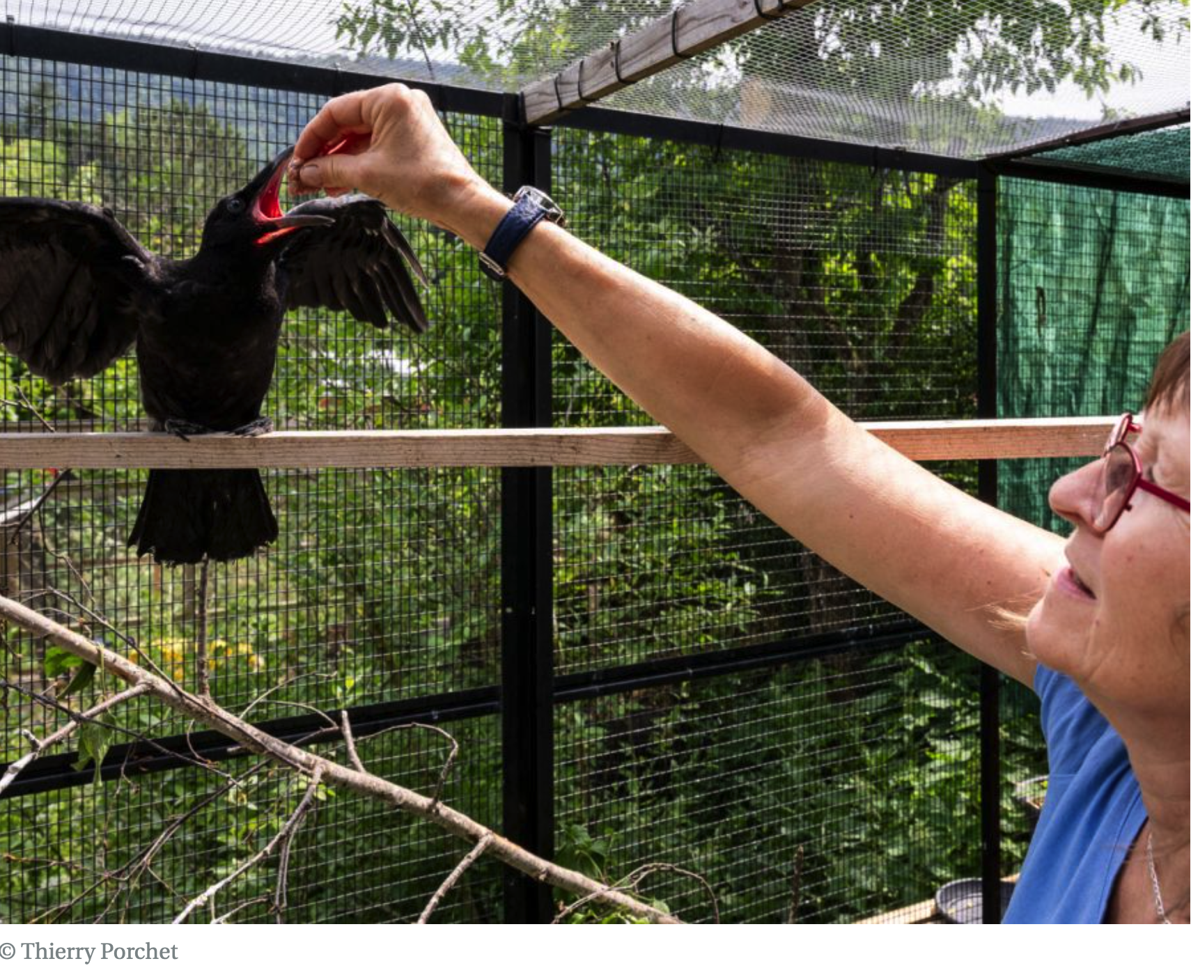 Oiseau blessé : que faire ?