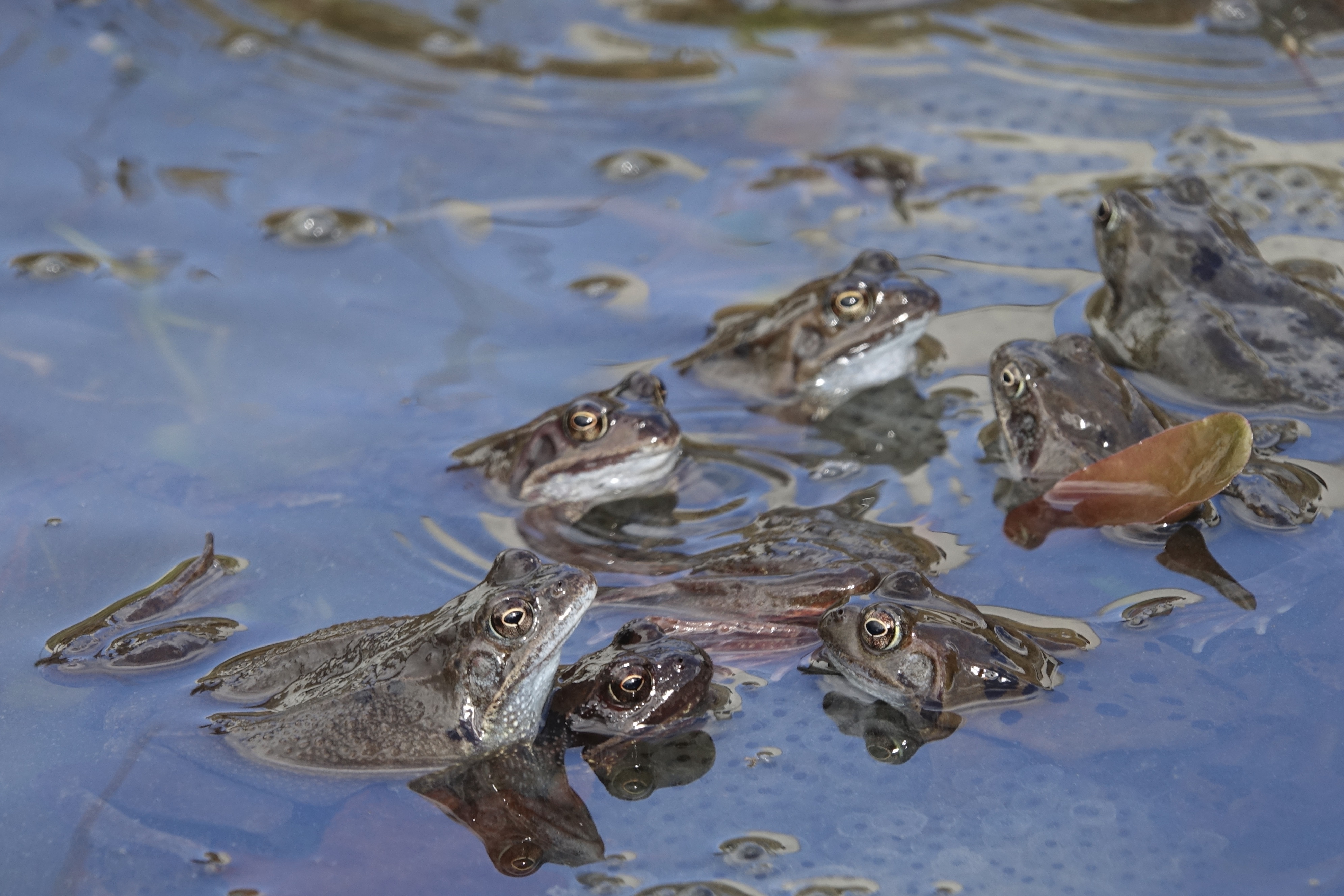 Premières grenouilles rousses